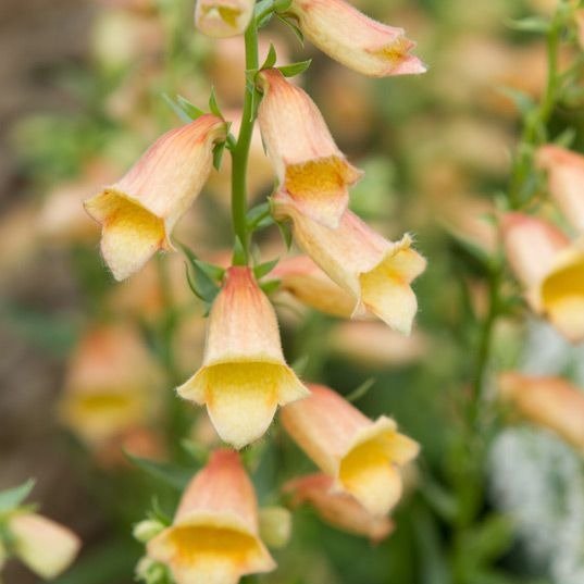 DIGITALIS HYBRID : GOLDCREST Jardina.eu