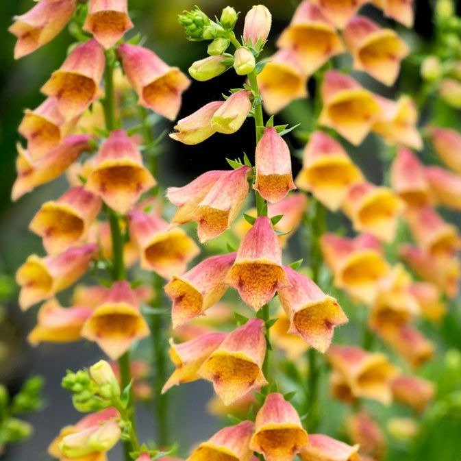 DIGITALIS HYBRID : GOLDCREST Jardina.eu