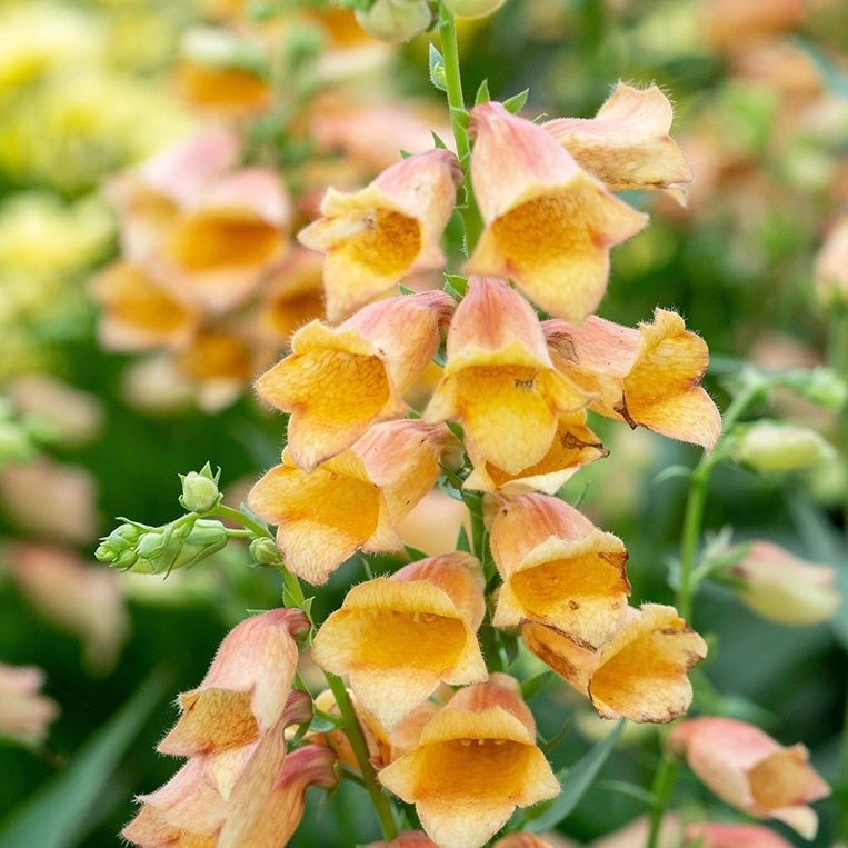 DIGITALIS HYBRID : GOLDCREST Jardina.eu