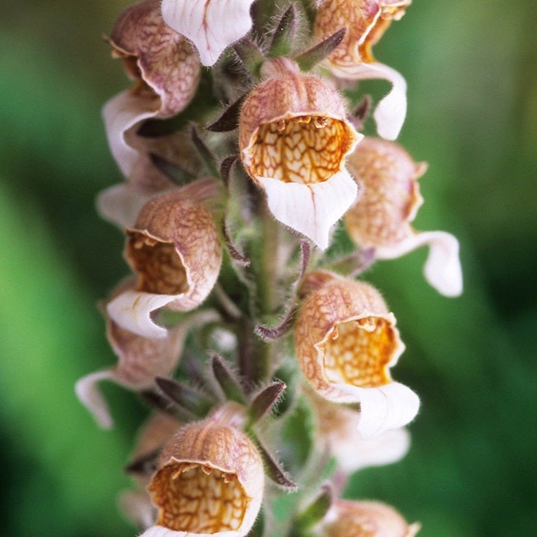 DIGITALIS LANATA CAFE CREME Jardina.eu