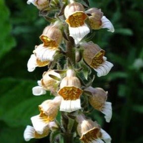 DIGITALIS LANATA CAFE CREME Jardina.eu
