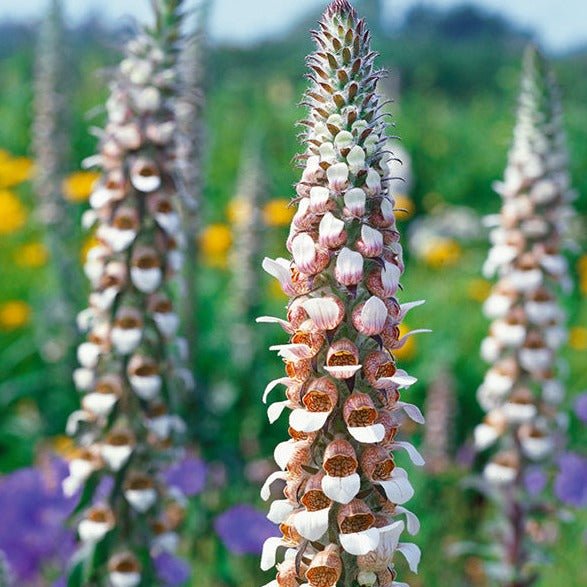 DIGITALIS LANATA CAFE CREME Jardina.eu