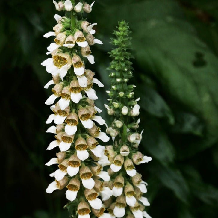 DIGITALIS LANATA CAFE CREME Jardina.eu