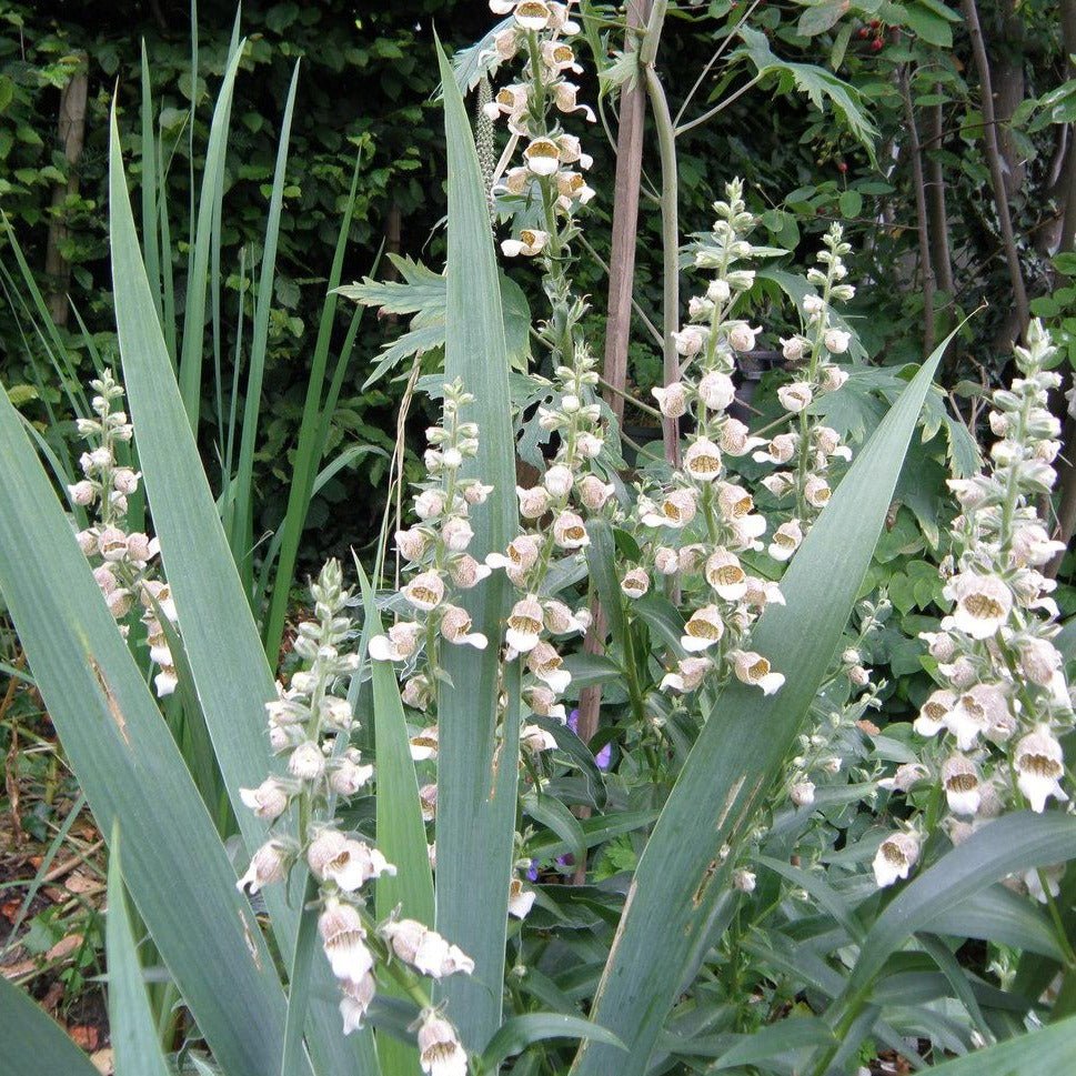 DIGITALIS LANATA CAFE CREME Jardina.eu