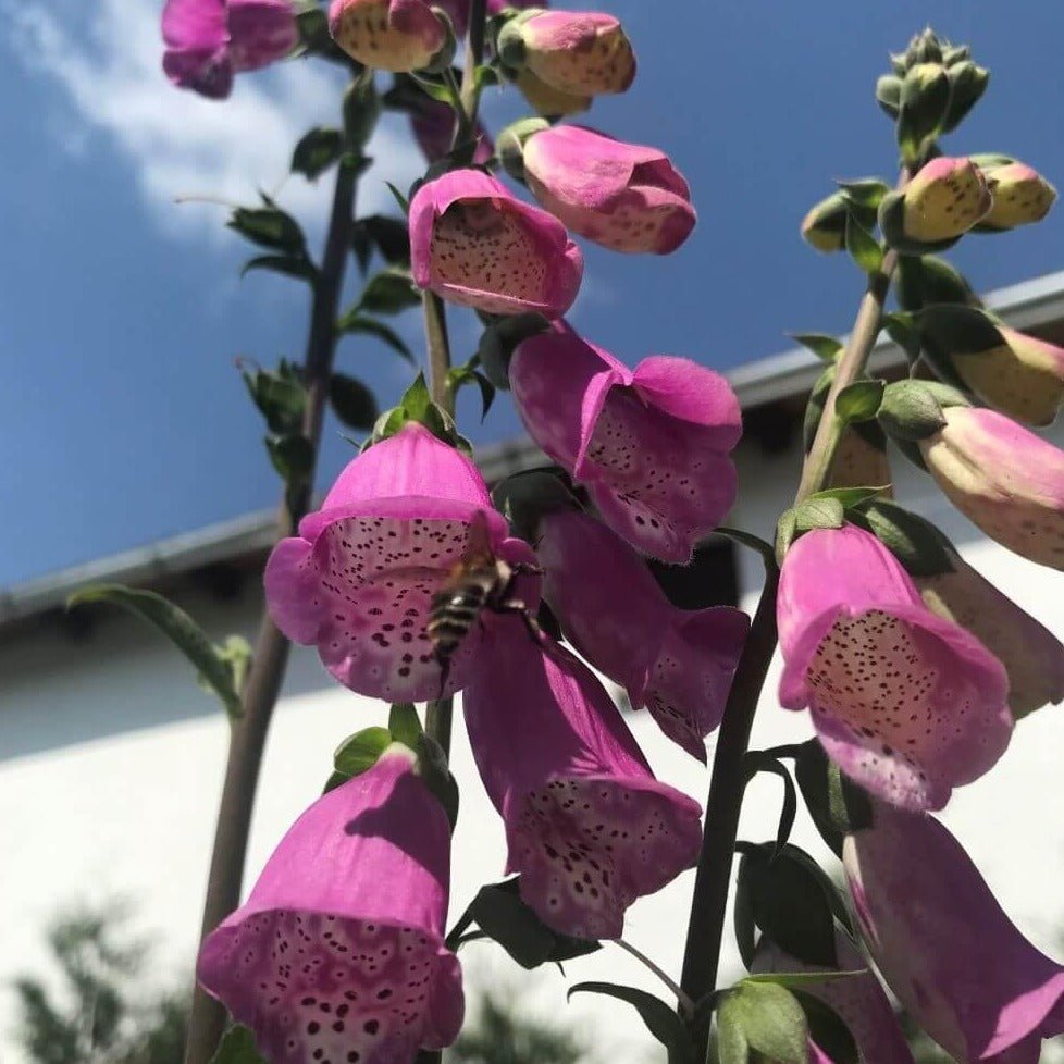 Digitalis Pink Panther Jardina.eu