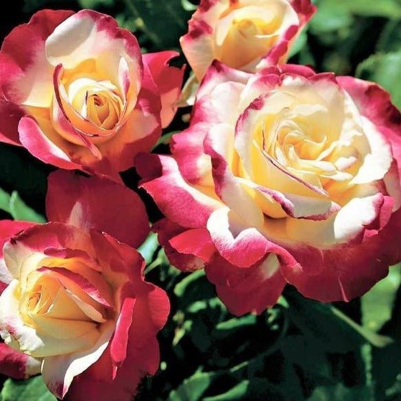 DOUBLE DELIGHT Trandafir teahibrid