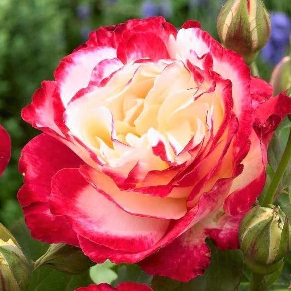 DOUBLE DELIGHT Trandafir teahibrid