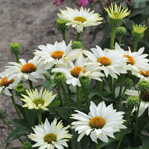 ECHINACEA JS IVO S POEM Jardina.eu