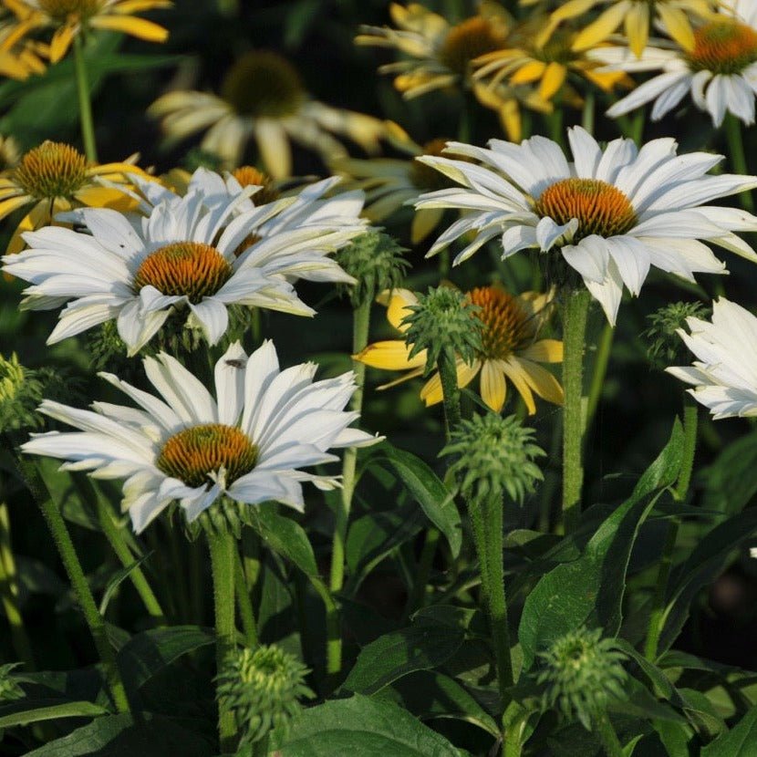 ECHINACEA JS IVO S POEM Jardina.eu