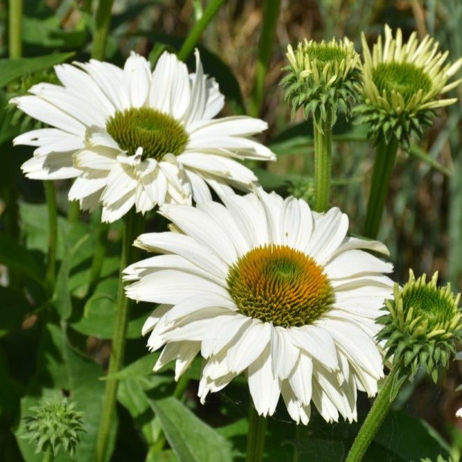 ECHINACEA JS IVO S POEM Jardina.eu