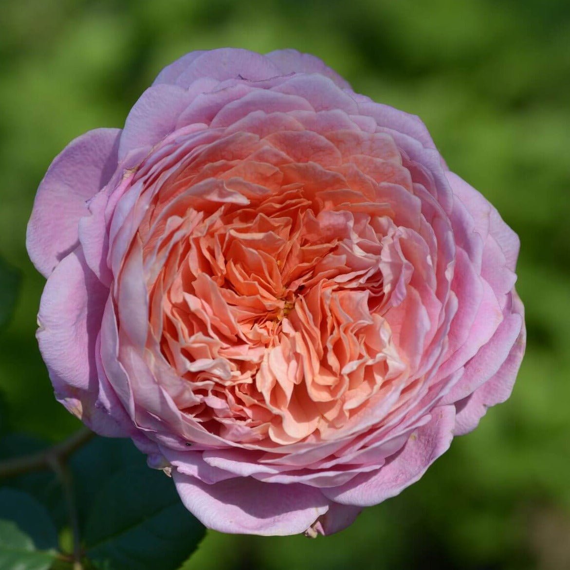 EISVOGEL Trandafir teahibrid