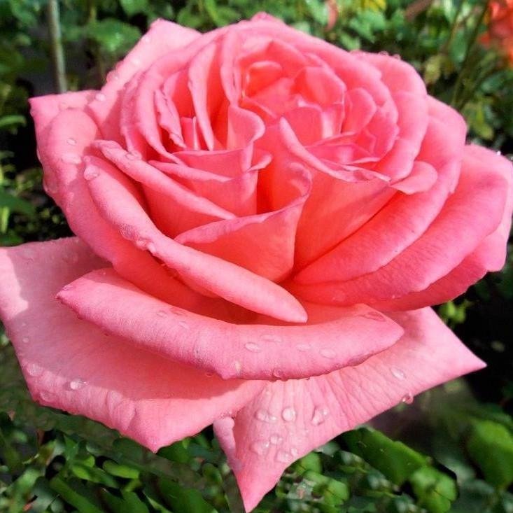 FRAGONARD Trandafir teahibrid