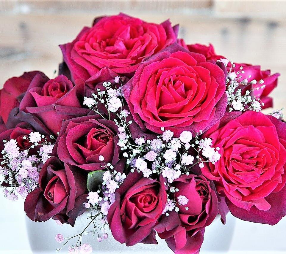 GRAEFIN DIANA Trandafir teahibrid