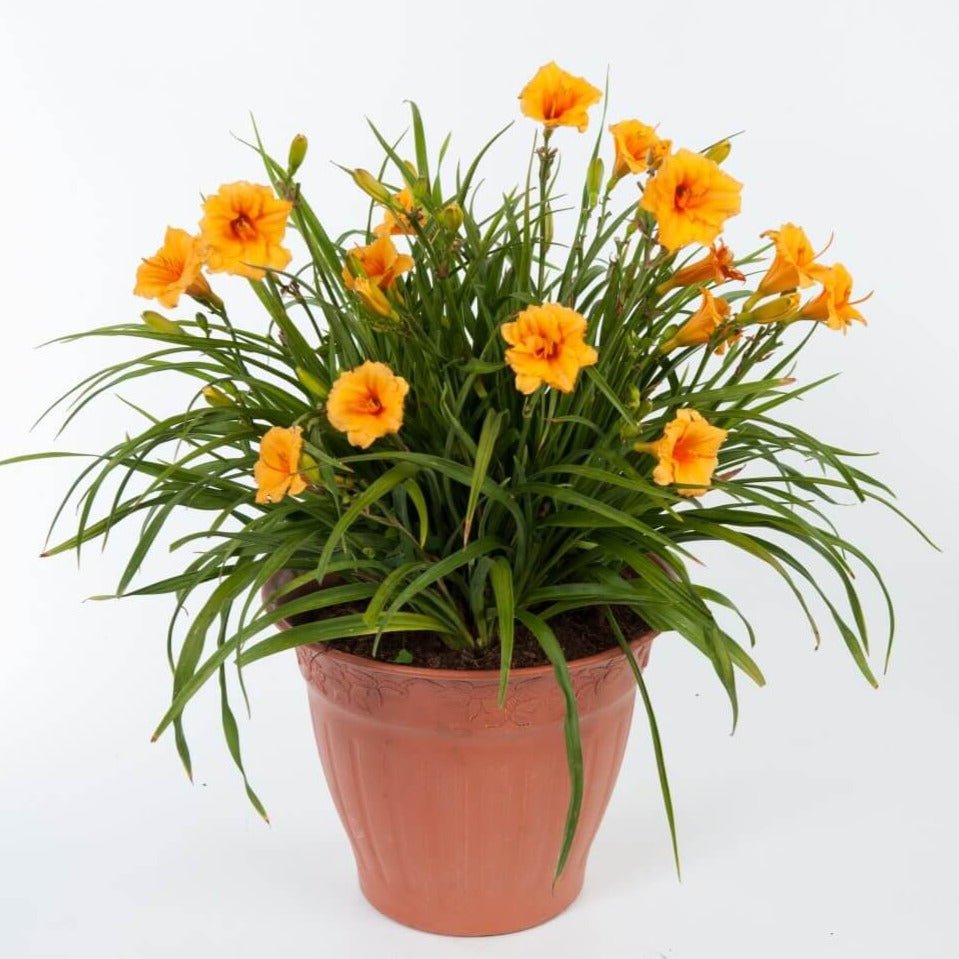 HEMEROCALLIS ENDLESSLILY ORANGE Jardina.eu