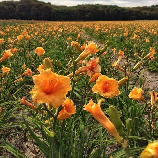 HEMEROCALLIS ENDLESSLILY ORANGE Jardina.eu
