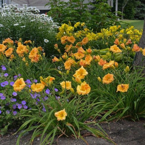 HEMEROCALLIS ENDLESSLILY ORANGE Jardina.eu