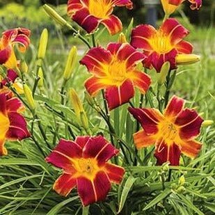 HEMEROCALLIS EVERY DAYLILY RED RIB Jardina.eu