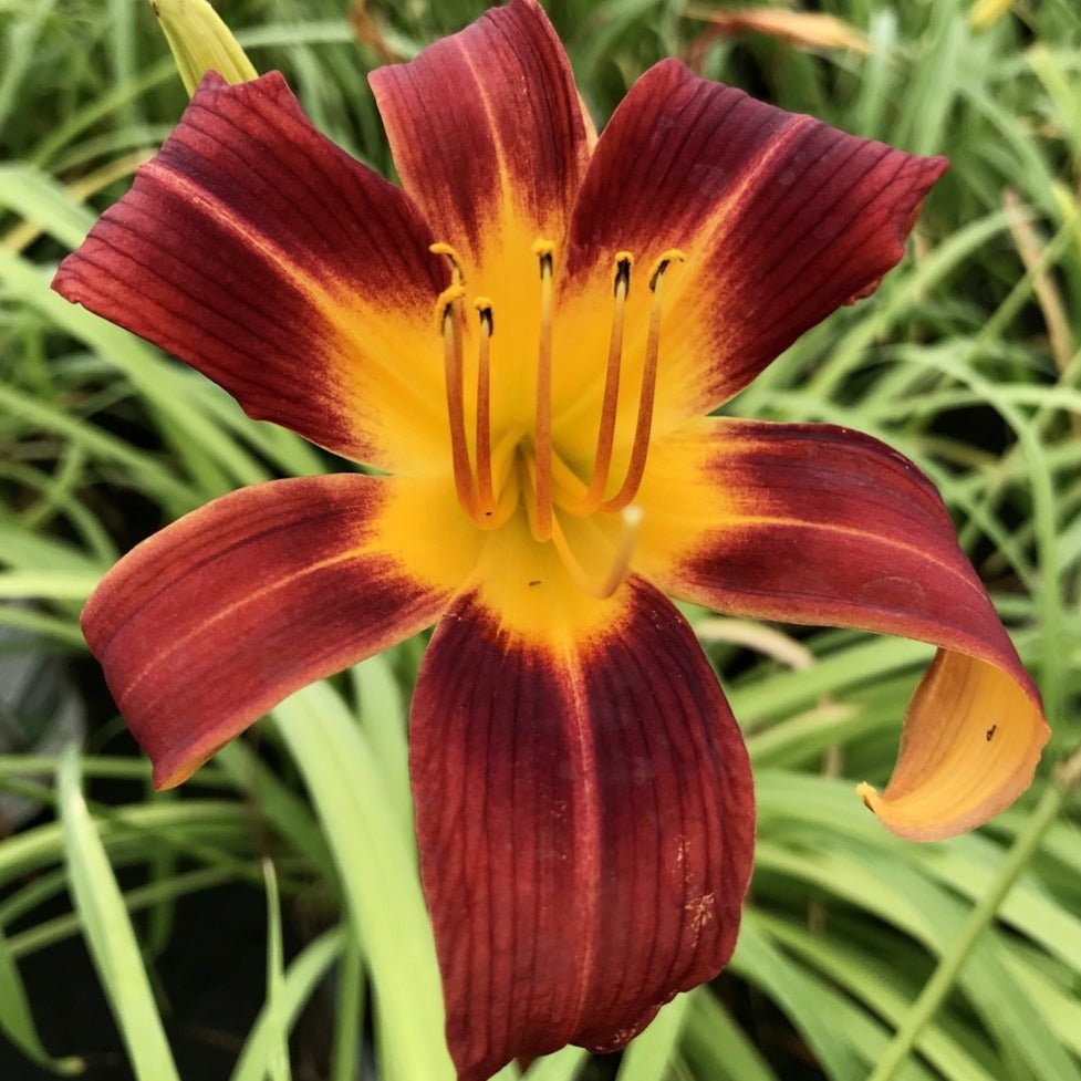 HEMEROCALLIS EVERY DAYLILY RED RIB Jardina.eu