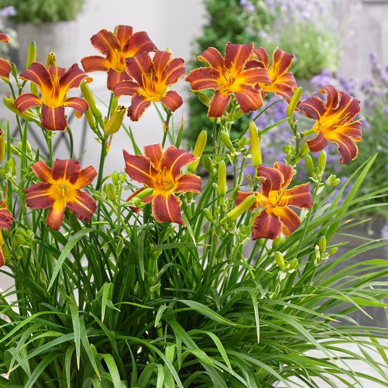 HEMEROCALLIS EVERY DAYLILY RED RIB Jardina.eu