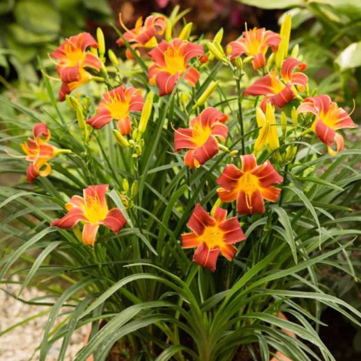 HEMEROCALLIS EVERY DAYLILY RED RIB Jardina.eu