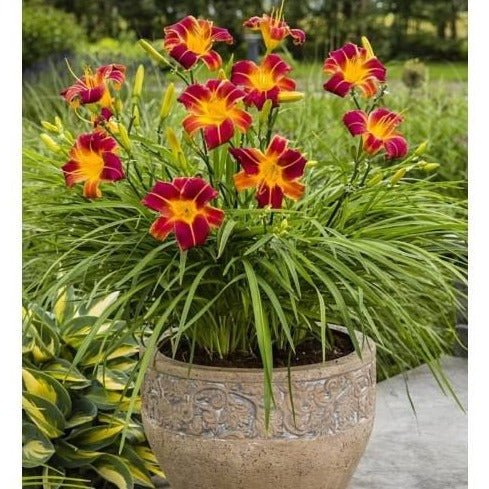 HEMEROCALLIS EVERY DAYLILY RED RIB Jardina.eu