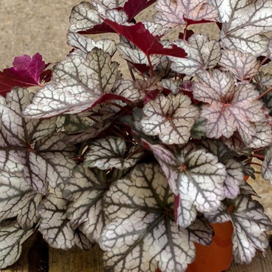 HEUCHERA HYBRIDA : GLITTER Jardina.eu