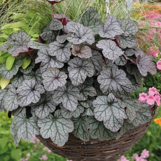 HEUCHERA HYBRIDA : GLITTER Jardina.eu