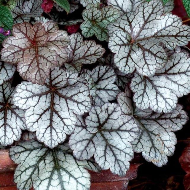 HEUCHERA HYBRIDA : GLITTER Jardina.eu