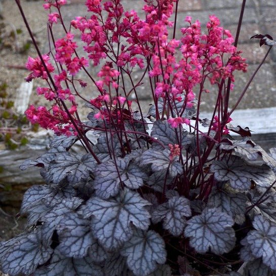 HEUCHERA : TIMELESS TREASURE Jardina.eu