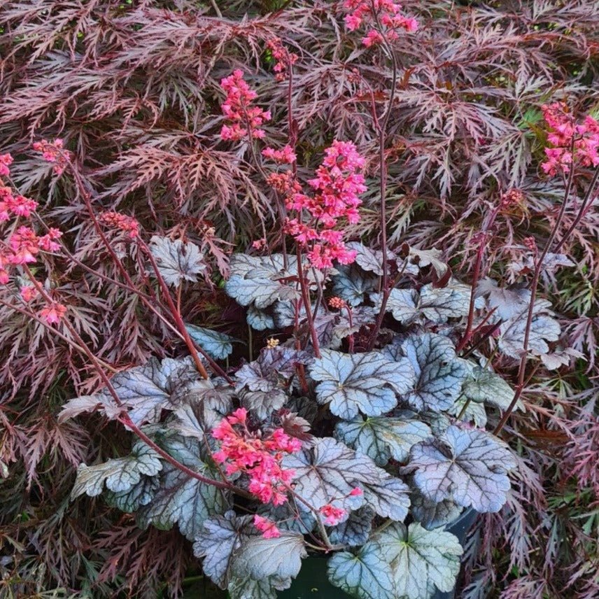 HEUCHERA : TIMELESS TREASURE Jardina.eu
