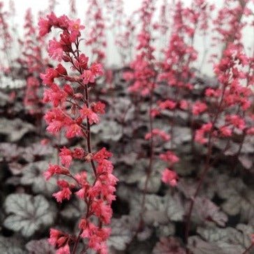 HEUCHERA : TIMELESS TREASURE Jardina.eu