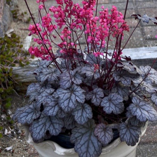HEUCHERA : TIMELESS TREASURE Jardina.eu