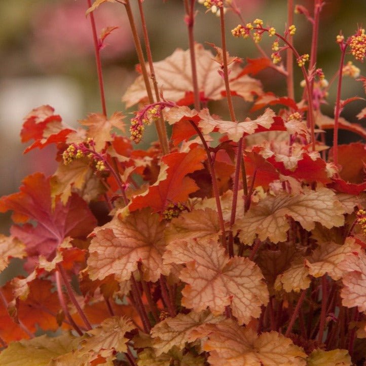 HEUCHERA : WORLD CAFFE AMARETTO Jardina.eu