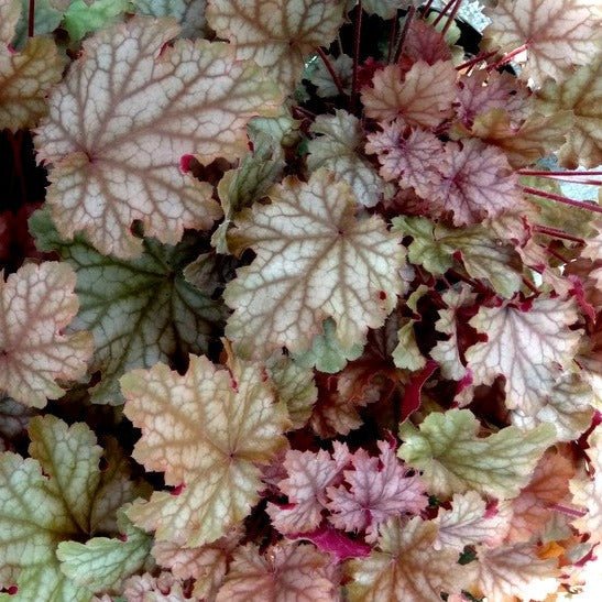 HEUCHERA : WORLD CAFFE AMARETTO Jardina.eu