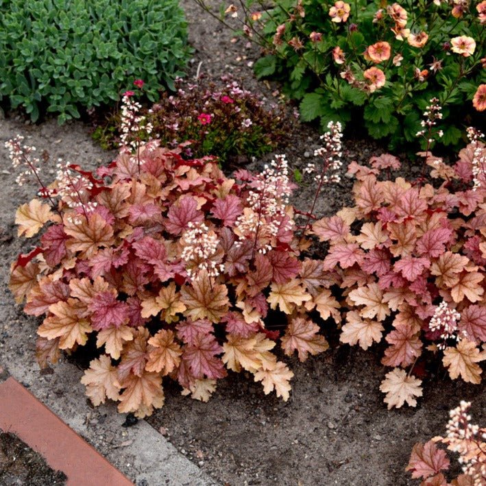 HEUCHERA : WORLD CAFFE AMARETTO Jardina.eu