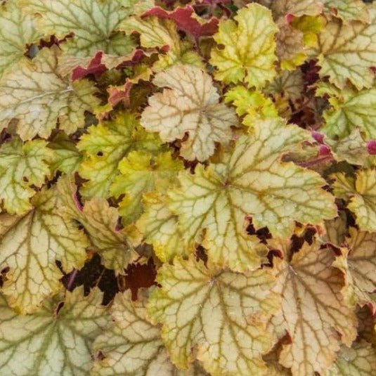 HEUCHERA : WORLD CAFFE AMARETTO Jardina.eu