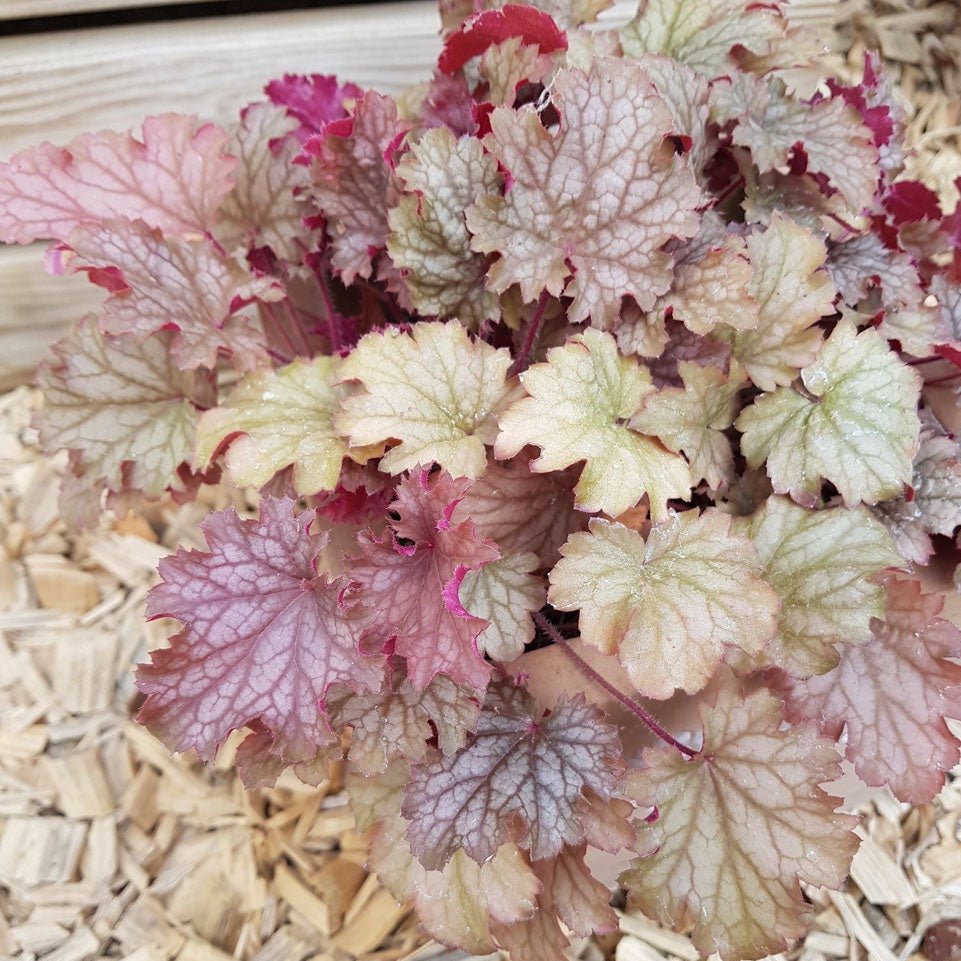 HEUCHERA : WORLD CAFFE AMARETTO Jardina.eu