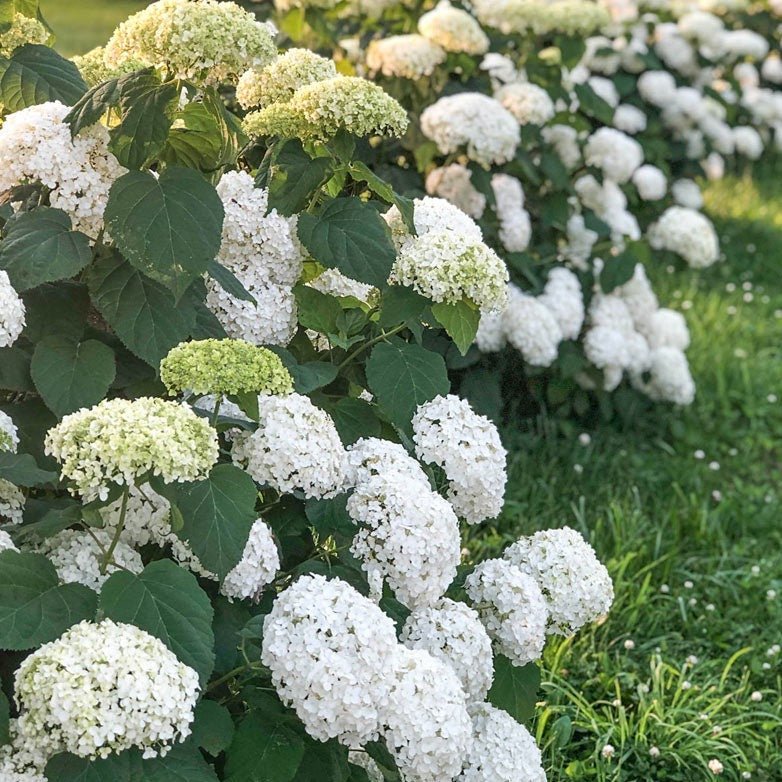 HYDRANGEA ANNABELLE Jardina.eu