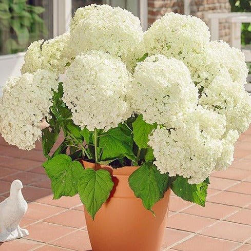 HYDRANGEA ANNABELLE Jardina.eu