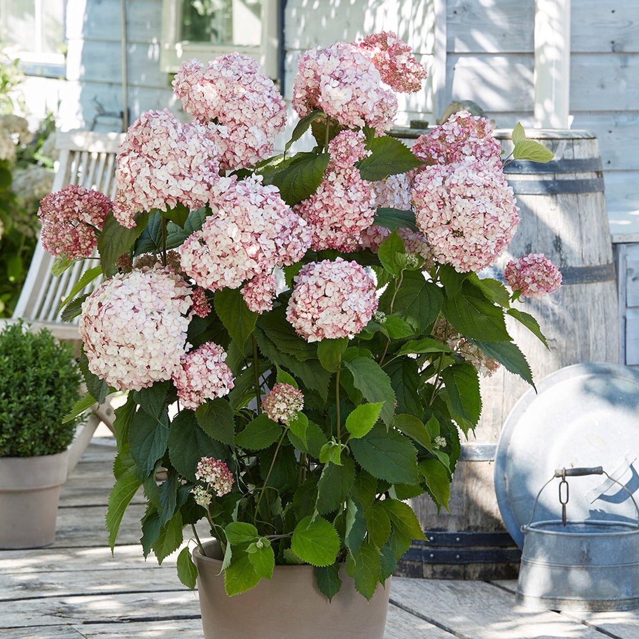 HYDRANGEA ARBORESCENS BUBBLEGUM Jardina.eu