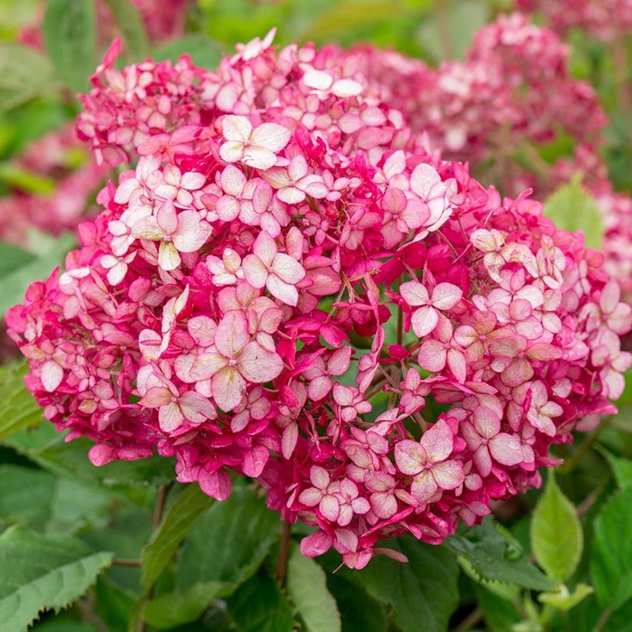 HYDRANGEA RUBY ANNABELLE Jardina.eu