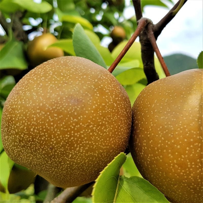 Par japonez HOSUI Par de anul 2 - tip varga