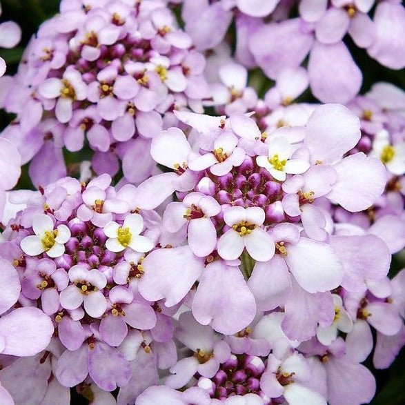 IBERIS PINK ICE Jardina.eu