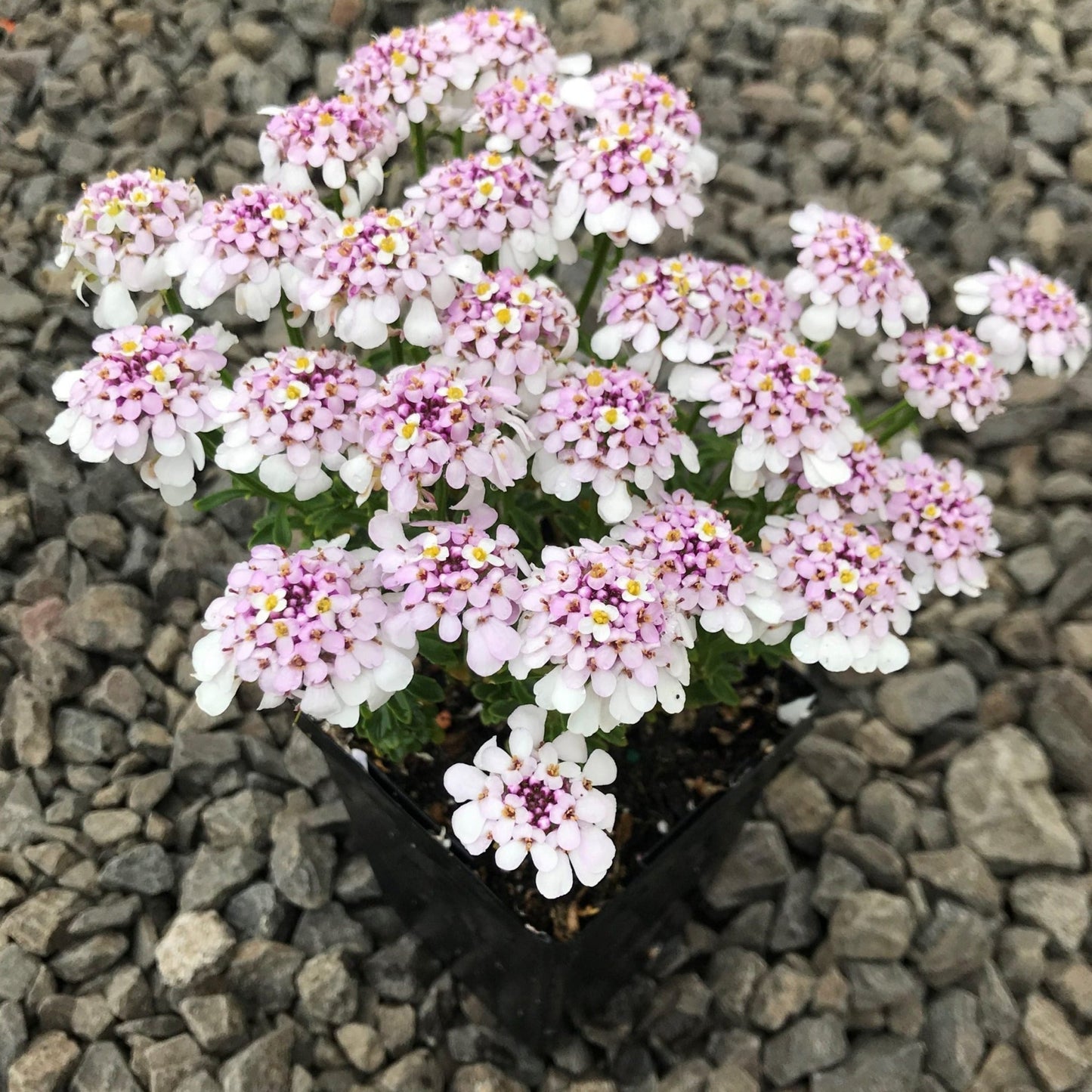 IBERIS PINK ICE Jardina.eu