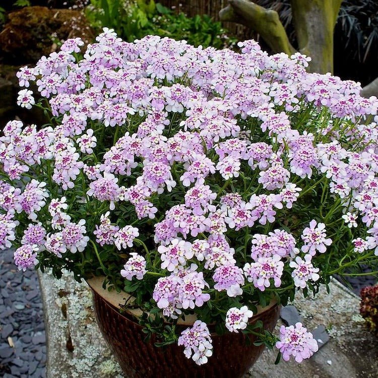IBERIS PINK ICE Jardina.eu