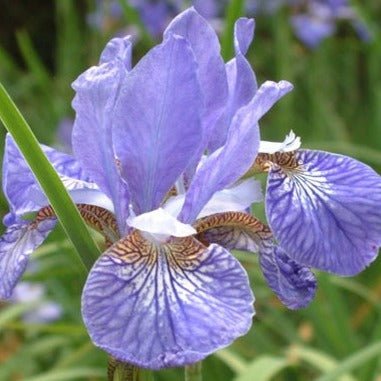 IRIS SIBIRICA : PERSIMMON Jardina.eu