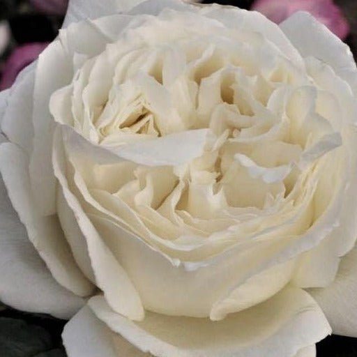 JEANNE MOREAU Trandafir teahibrid