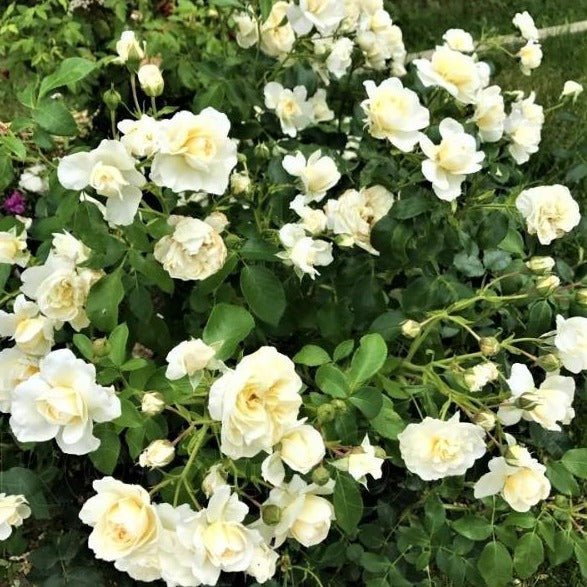 LADY ROMANTICA Trandafir floribunda