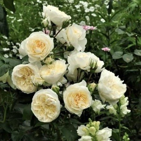 LADY ROMANTICA Trandafir floribunda