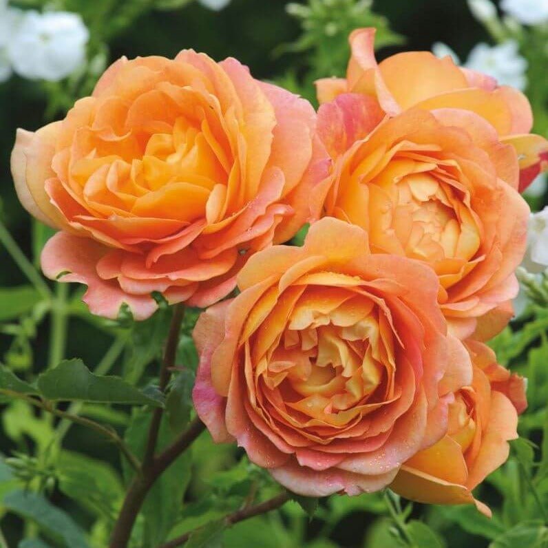 LADY OF SHALOTT Trandafir floribunda
